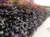 1 Copper Purple Beech 2-3ft Tall Hedging Tree, Stunning all Year Colour 60-90cm