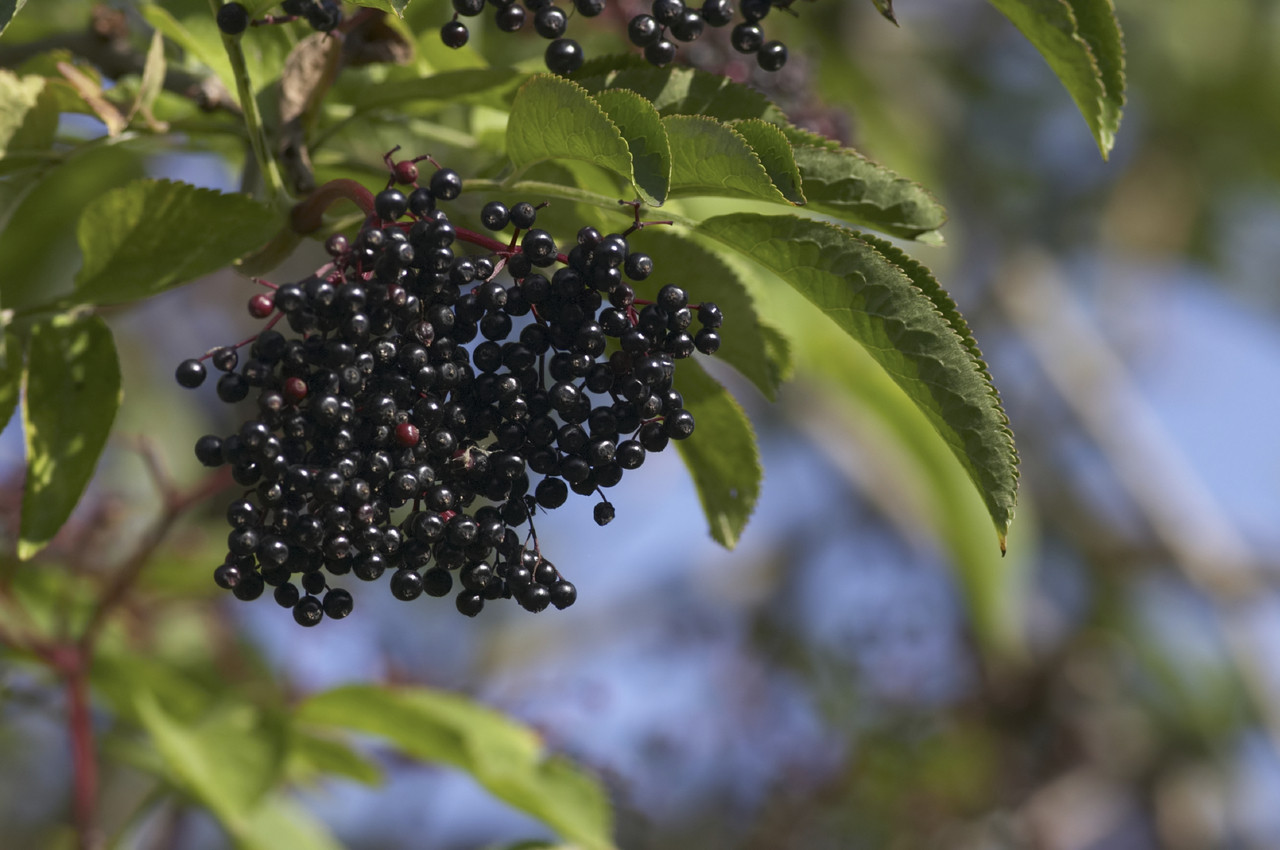 Elderberry Jam A Homemade, Sugarfree and EasytoMake Jam