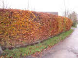 1 Green Beech Hedging 1-2ft Tall in 1L Pots, Fagus Sylvatica Trees,Brown Winter Leaves