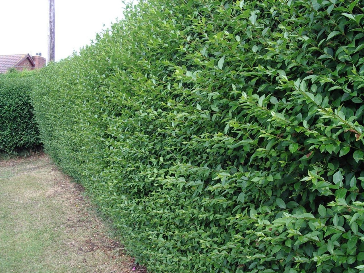 20-2-3ft Green Hedging Conifers 60-90cms