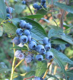 3 'Dixi' Blueberry Plants / Vaccinium cor. 'Dixi' 25cm In 9cm Pots