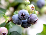 3 'Bluejay' Blueberry Plants / Vaccinium cor. 'Bluejay' 25cm in 9cm Pots