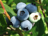 3 'Goldtraube' Blueberry Plants / Vaccinium cor. 'Goldtraube' 25cm In 9cm Pots