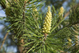 3 Scots Pine Trees 20-25cm Tall,Native Evergreen, Pinus Sylvestris 3yr old plants