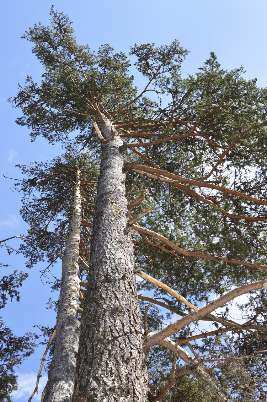 100 Scots Pine Trees 2530cm Tall,Native Evergreen, Pinus