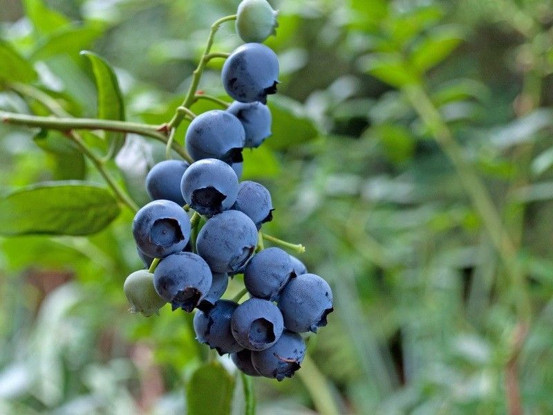 1 'Bluecrop' Blueberry / Vaccinium cor. 'Bluecrop' 25cm In 9cm pot ...