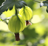 10 Green Gooseberry Plants / Ribes uva-crispa 'Invicta' 60-90cm ready to fruit