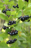 1 Aronia Melanocarpa Fruit Bush 2ft Tall  'Superfood With Antioxidants'