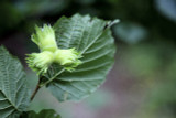 10 Hazel Plants,Flowering Edible Nut Hedge,1-2ft Wildlife Friendly Hedge 40-60cm