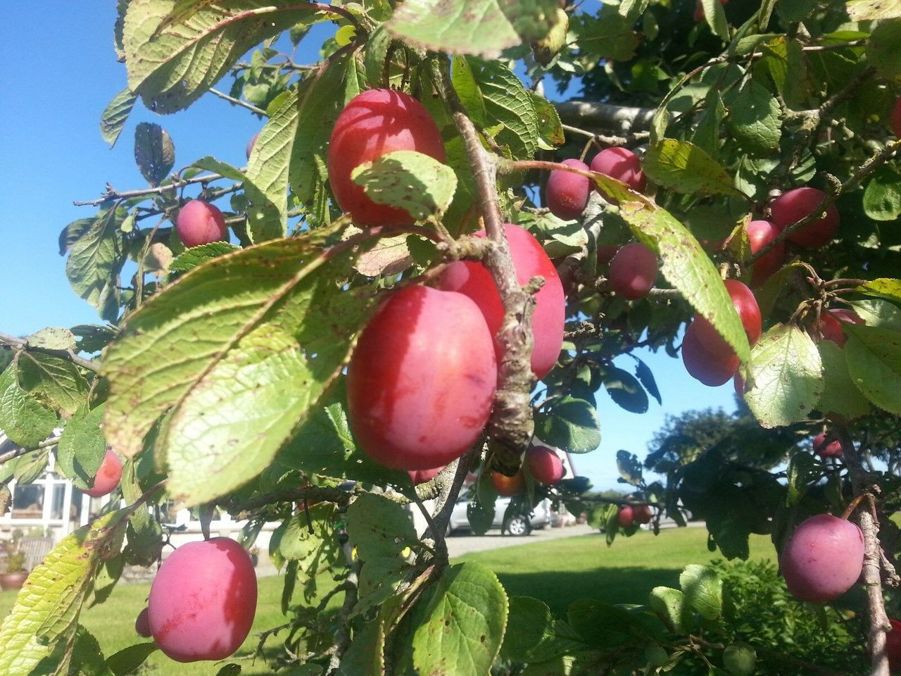 Victoria plum column tree