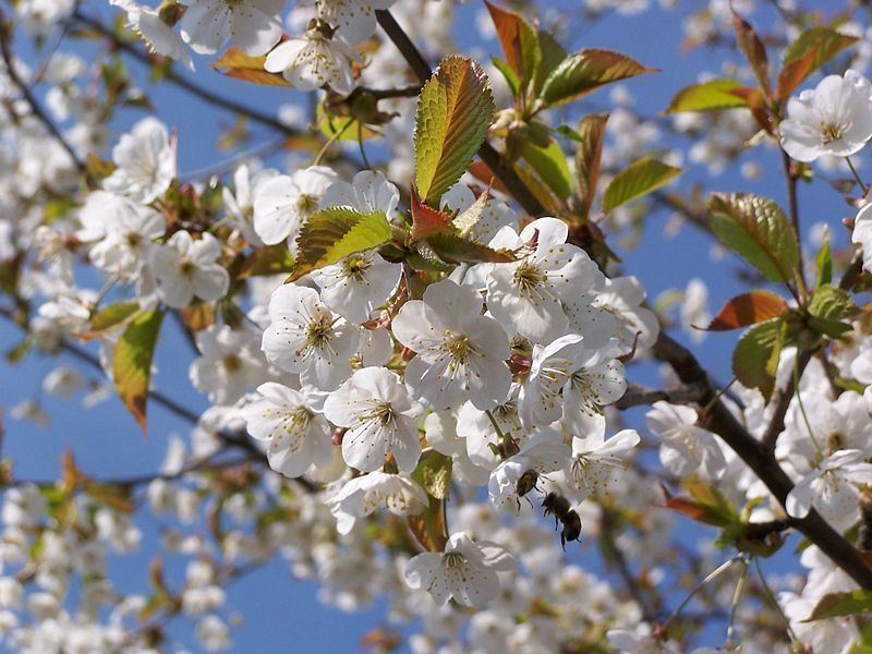 3 Wild Cherry Tree 23ft Stunning Blossom, Edible Cherries & Wild Bird