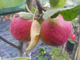 Lord Lambourne' Apple Tree 4-5ft, in a 6L Pot, Ready to Fruit.Good For Juicing