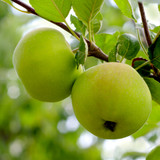 Greensleeves Apple Tree 4-5ft, Self-Fertile,Sweet,Crisp & Juicy