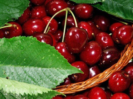 Hedelfinger Cherry Tree 3 4ft Tall Ready To Fruit Juicy Sweet Dark Cherries Beechwoodtrees