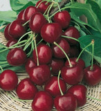 Burlat Cherry Tree 3-4ft, Dark Red, Sweet & Juicy Cherries,Ready to Fruit