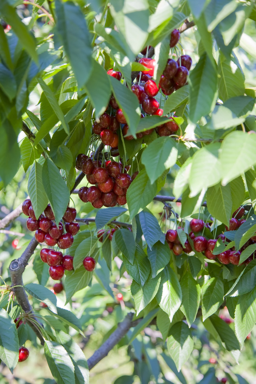 Stella Cherry Tree 34ft, SelfFertile& Ready to Fruit.Dark Red,Very