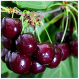 'Van' Cherry Tree 3-4ft Tall, Large, Dark Red, Sweet & Juicy Cherries