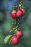 3 Cherry Plum Trees / Prunus Cerasifera / Myrobalan, 40-60cm Tall, Edible Hedging