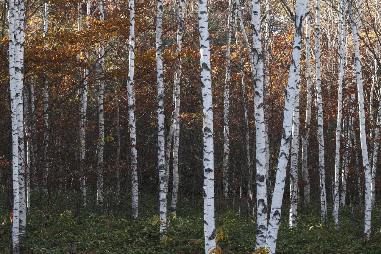 5 Silver Birch 6-8ft Stunning Mature Specimen Trees, Betula Pendula in