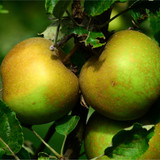 'Egremont Russet' Apple Tree 4-5ft in 6L Pot, Self-Fertile, Ready to Fruit,Hardy & Vigorous