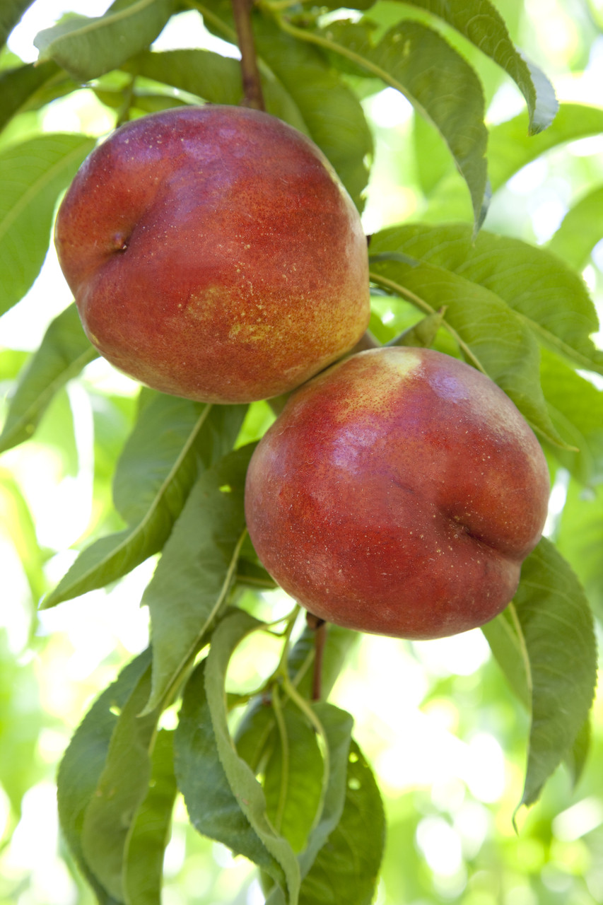 Nectarine 'Fantasia' / Prunus persica, 45ft tall, Frost Resistant