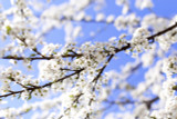 Cherry Shirotae / Prunus Serrulata Shirotae 4-5ft,  White Semi-Double Flowers