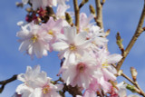 Prunus Autumnalis Rosea /Winter-Flowering Cherry,4-5ft Tall, Semi-Double Flowers