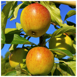 Cox's Orange Pippin Apple Tree 4-5ft,6L Pot,Ready to Fruit,Classic English Apple