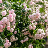 'Blush Noisette' Fragrant Climbing Rose Bush, Stunning Pink Cluster of Flowers