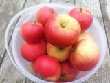 Discovery Apple Tree 4-5ft, 6L Pot Ready to Fruit, Crisp,Juicy, Strawberry Taste
