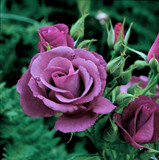 'Rhapsody in Blue' Fragrant Floribunda Rose Bush Of The Year, Fantastic Scent & Bloom
