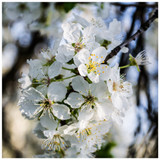 5 Wild Cherry Trees 3-4ft Stunning Blossom, Edible Cherries & Wild Bird Food