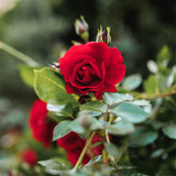 Crimson Glory Climbing Rose Bush Beautifully Scented Massed With Velvet Red Flowers