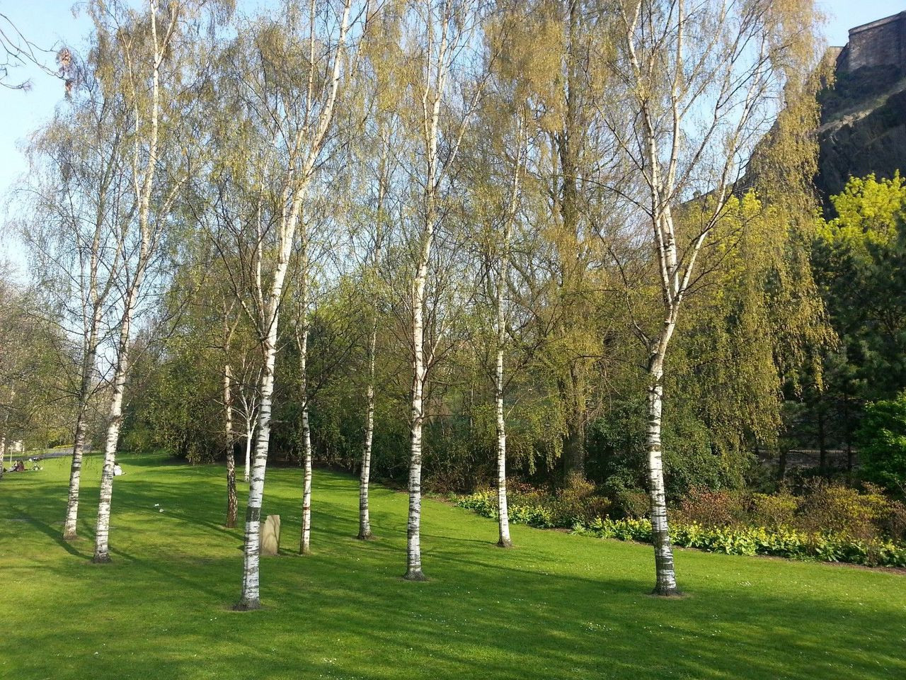 20 Silver Birch 45ft Stunning Mature Specimen Trees, Betula Pendula in