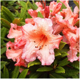 Rhododendron 'Tortoiseshell Orange' 30-40cm Tall In 5L Pot, Stunning Orange-Red Flowers
