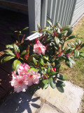 Rhododendron 'Virginia Richards' 30-40cm Tall In 5L Pot, Stunning Flowers