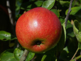 Jonagold Apple Tree 4-5ft In 6L Pot Ready to Fruit Juicy, Sweet Tasty Apples