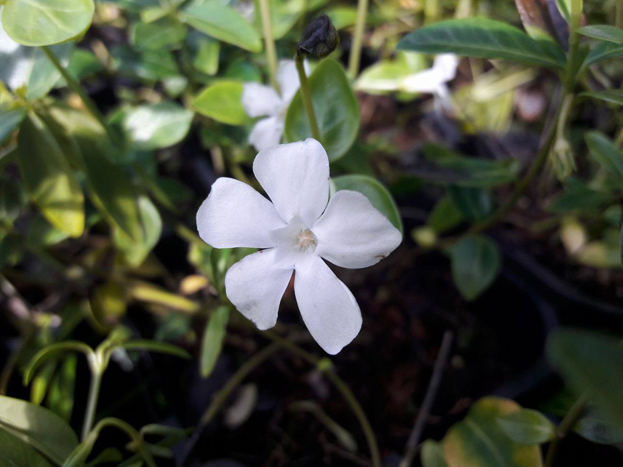 3 Vinca Minor Alba Small White Periwinkle In 10cm Pots Lovely White Flowers
