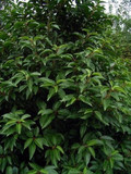 5 Portugal laurel Hedging  Prunus Lusitanica 1-2ft In 2L Pots