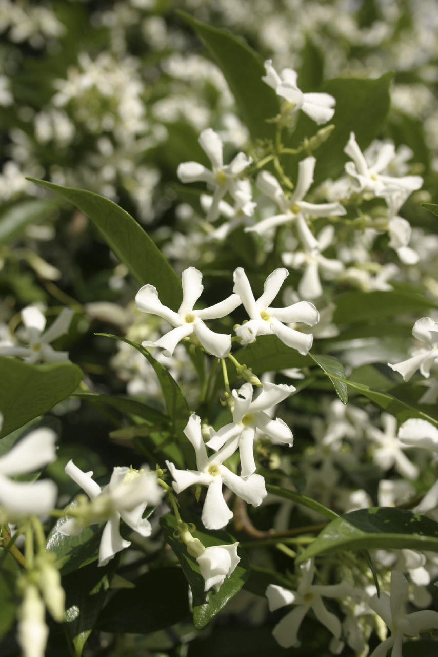 Trachelospermum Jasminoides Star Jasmine 20 30cm In 2l Pot Pure White Fragrant Flowers Beechwoodtrees