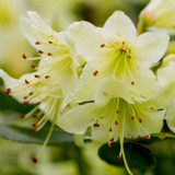 Dwarf Rhododendron Shamrock 25-30cm Tall In 3L Pot, Pale Green & Yellow Flowers