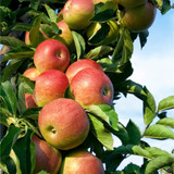 Laxton's Superb Apple Tree 4-5ft Tall in 6L Pot Ready to Fruit,Crisp,Sweet,Crunchy & Juicy