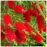 Callistemon 'Royal Sceptre' Bottlebrush In a 2L Pot, Stunning Bright Red Flowers