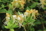 Wild Honeysuckle / Lonicera Periclymenum  in 9cm Pot, Stunning Flowers
