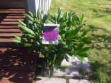 Rhododendron 'Marcel Menard' 30-40cm Tall In 5L Pot, Purple-Velvety Flowers