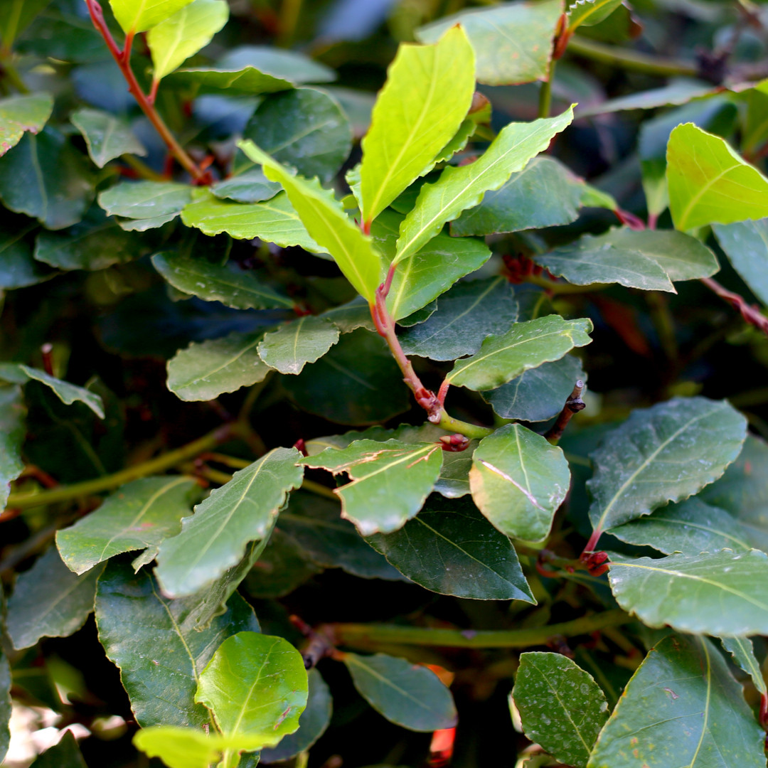 1 Portugal Laurel Hedging Prunus Lusitanica 20 30cm Evergreen Hedging Plant Beechwoodtrees