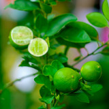 Citrus aurantifolia Lime Verde / Key Lime Tree in 1-2L Pot, Edible Limes