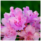 Rhododendron 'Cheer' 30-40cm Tall In 5L Pot, Magnificent Light Pink Flowers