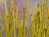 100 Green Dogwood  1-2ft Hedging Plants,Stunning Cornus Stolonifera 'Flavirimea'
