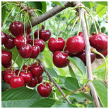 Morello Cherry Tree 4-5ft Tall in 6L Pot, Self-Fertile,Ready to Fruit.Great For Jam & Pies